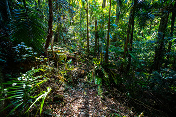 a path through dense tropical rainforest in springbrook national park near gold coast, queensland, australia; warrie circuit trail, hiking in dense tropical jungle with unique vegetation	
