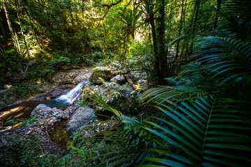 Fototapeta premium a path through dense tropical rainforest in springbrook national park near gold coast, queensland, australia; warrie circuit trail, hiking in dense tropical jungle with unique vegetation 