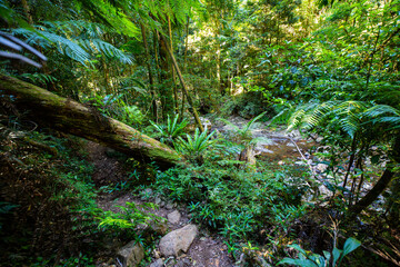 a path through dense tropical rainforest in springbrook national park near gold coast, queensland, australia; warrie circuit trail, hiking in dense tropical jungle with unique vegetation	
