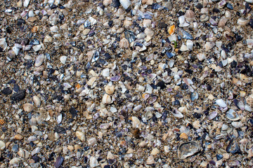 shells and pebbles on the beach texture