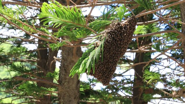 A group of wild bees gather and surround on the branch of the tree,in forest. shaking with the wind.