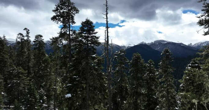 Aerial footage of usnea hosted on pine trees tibet, China
