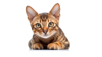 Funny large longhair gray tabby cute kitten with beautiful blue eyes. Pets and lifestyle concept. Lovely fluffy cat on white background.