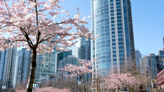 David Lam Park travel famous places flowering trees magnolia cherry blue sky skyscrapers early spring in big city cherry blossoms skyscrapers strolling pedestrians