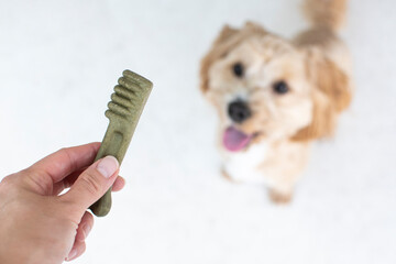 Dog dental care concept. Dental treats for dogs. Dog products.
