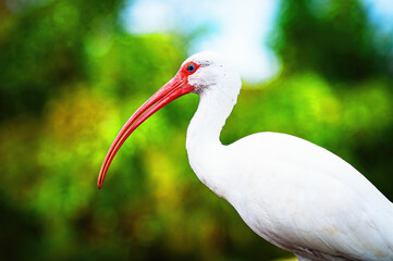 white ibis bird