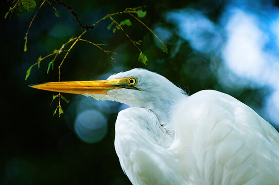 great egret