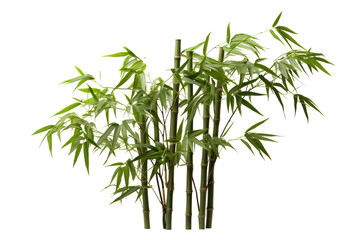 Bamboo, white isolated background. professional photography PNG