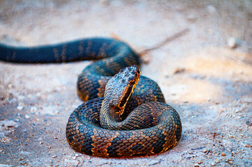 cottonmouth snake 