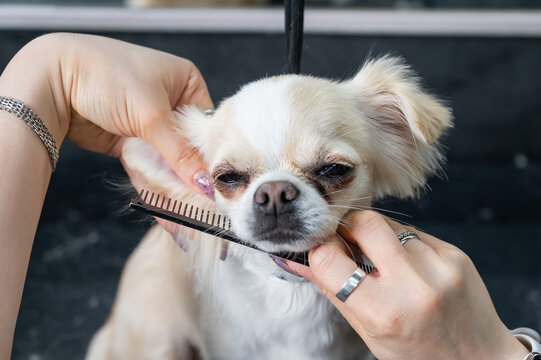 A woman combs a cute shorthair chihuahua in a grooming salon. 
