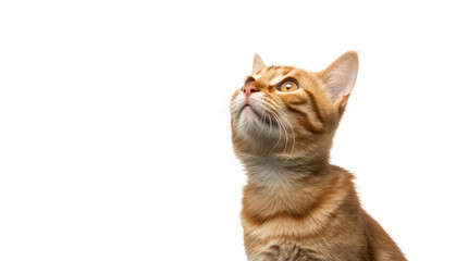 Funny large longhair gray tabby cute kitten with beautiful blue eyes. Pets and lifestyle concept. Lovely fluffy cat on white background.