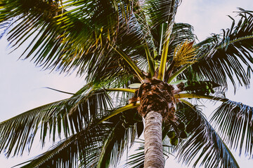 palm tree with coconuts
