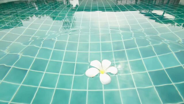 Flower drop in Swimming pool