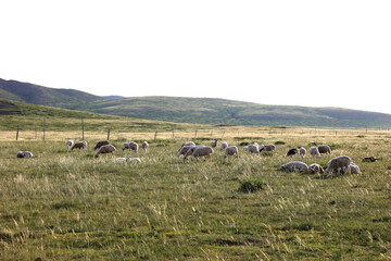 Obraz premium A flock of sheep are eating grass on the grassland