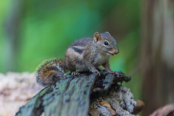 A littlr squirrel on the timber in rain forest.