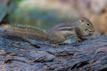 A littlr squirrel on the timber in rain forest.