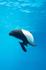 Commerson's Dolphin in the water