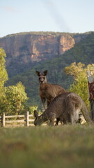 Kangaroo stare contest