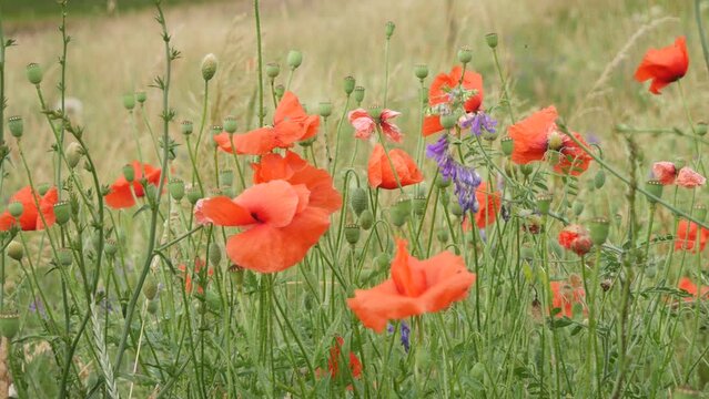 Red poppies bloom in the summer meadow