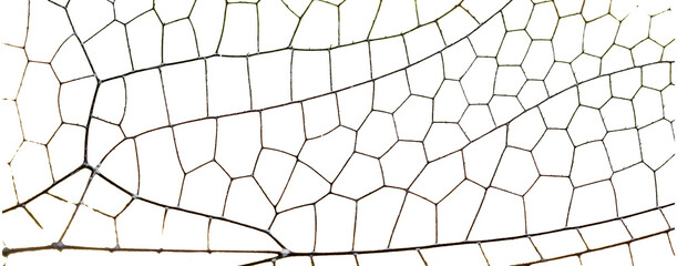 Dragonfly wing macro structure on transparent background.