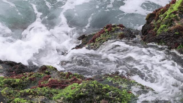 Rocky Shoreline with Mussels and Gooseneck Barnacles