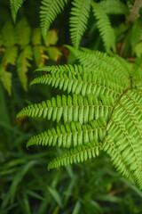 Selected focused. Natural ferns blurred background. Fern leaves Close up. Fern plants in forest....