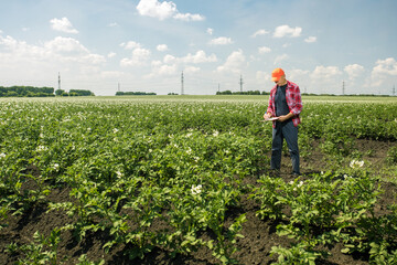Fototapeta premium farmer man in agricultural potato field. farmer controls the quality of the potato crop.
