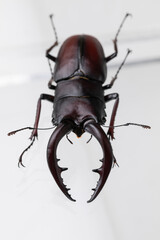 クワガタ　stag beetle