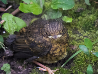 close-up photo of Phoenicurus phoenicurus chick