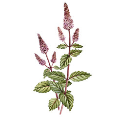 watercolor drawing mint plants with flowers and green leaves, mentha piperita, peppermint,, medicinal plant, aromatic herb, hand drawn illustration © cat_arch_angel