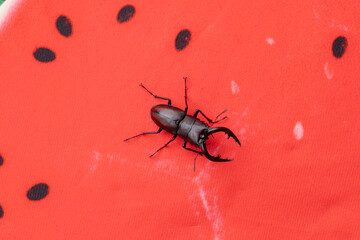 スイカとクワガタ　stag beetle and watermelon