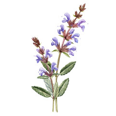 Obraz premium watercolor drawing sage plant with flowers and green leaves isolated at white background, salvia officinalis, hand drawn illustration