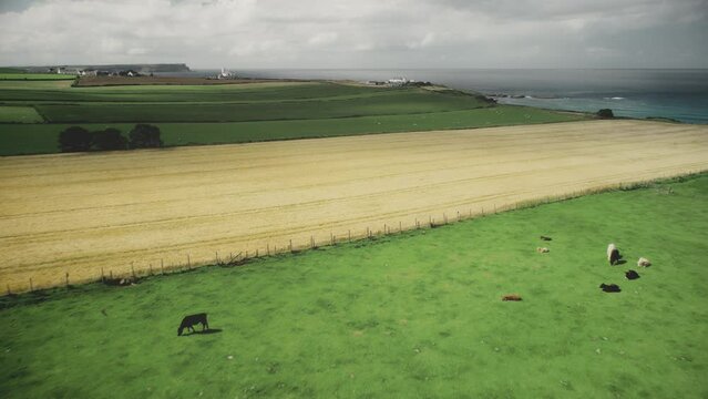 Fast flight over rural fields aerial view: grains and pastures for cows, sheep. Agricultural Irish greenery land, growing fodder for farm animals. Countryside footage shot of Northern Ireland