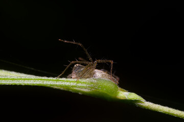 Macro photography of spider