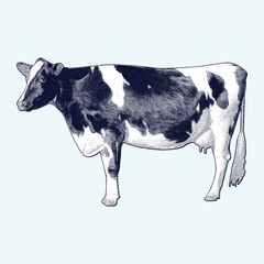 Cow or Beef Cattle vintage engraving illustration. Vector hen what standing side view. Farm animal sketch illustration. Hand drawn engraving style vector illustration.