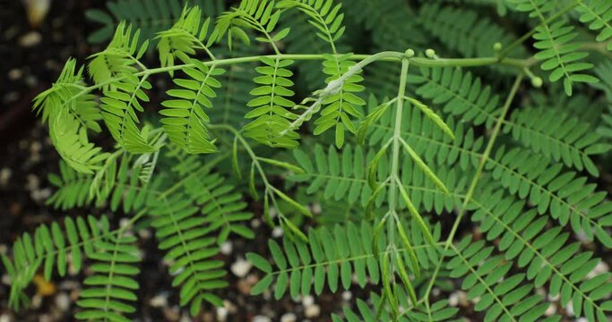 Leucaena leucocephala plant closeup. River tamarind. 