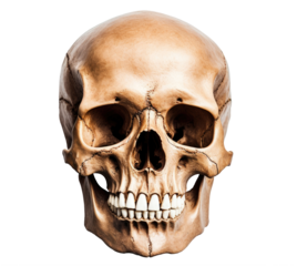 Sskull isolated on transparent background, front view, Generative AI
