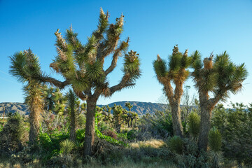 Landscape filled with ancient Joshua Trees against a blue sky