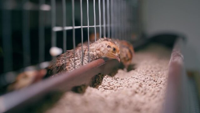 Small young quails of the pharaoh breed eat compound feed from a feeder in a cage. Maintaining a small poultry farm