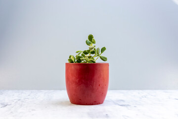 Cotyledon tomentosa bear paws succulent in a beautiful red flowerpot. Selective focus with copy space.