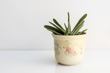 Gasteria little warty succulent plant in a pot isolated on white background