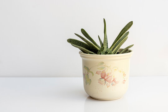 Gasteria little warty succulent plant in a pot isolated on white background