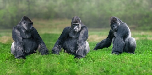 Gorilla in its natural . portrait of a large black gorilla. © svetjekolem