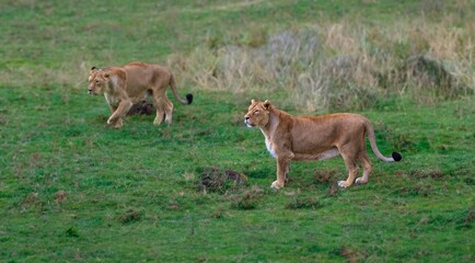 Wild lion strolling through nature during the day