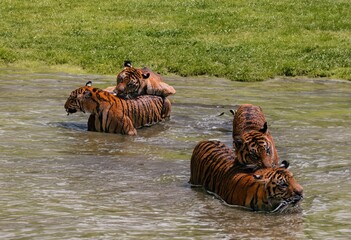 Wild tigers in wild at river