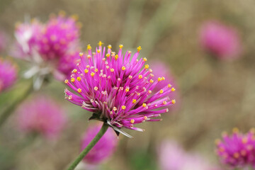 Close up of Common globe amaranth flower (Gomphrena globosa fireworks) in perennial garden	