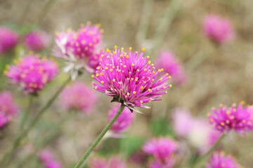 Common globe amaranth flower (Gomphrena globosa fireworks) in perennial garden