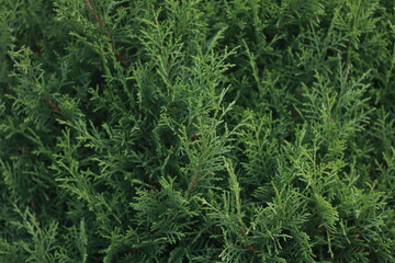 green grass background