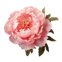 Pink rose isolated on white png transparent background © PNG STORE