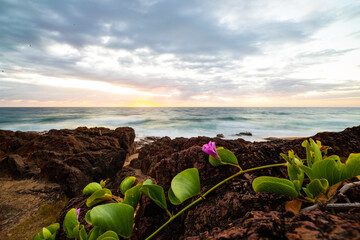 colorful sunrise on the wreck rock beach in deepwater national park near agnes water and town of...